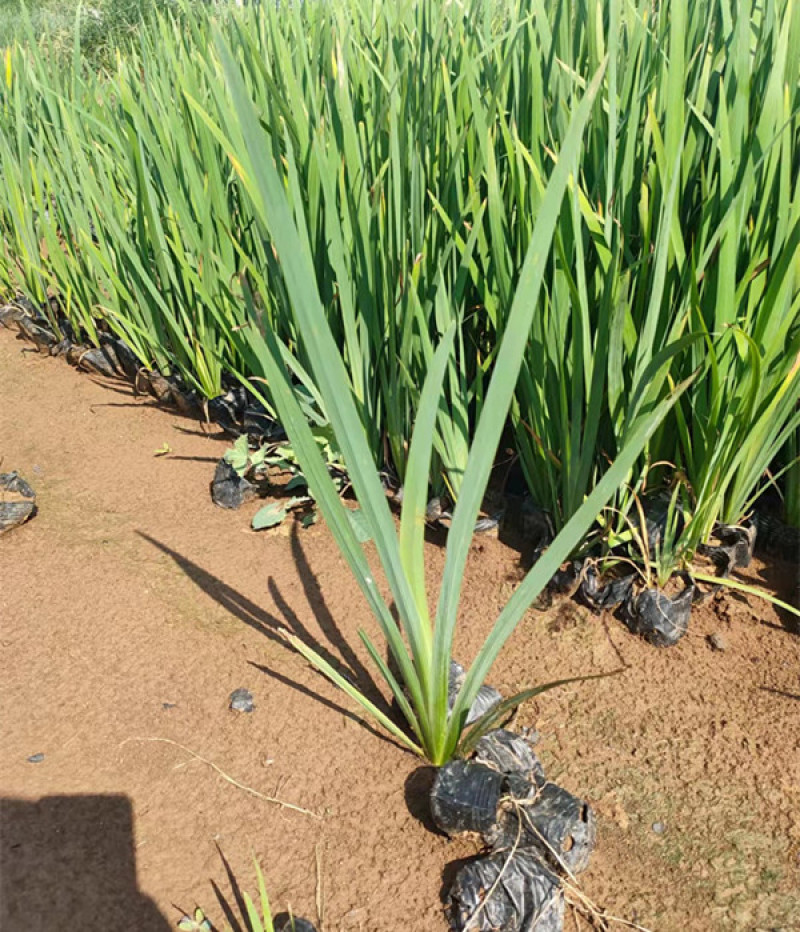 四季水生鸢尾多年生草本花色鲜艳易栽培花丛花境栽培