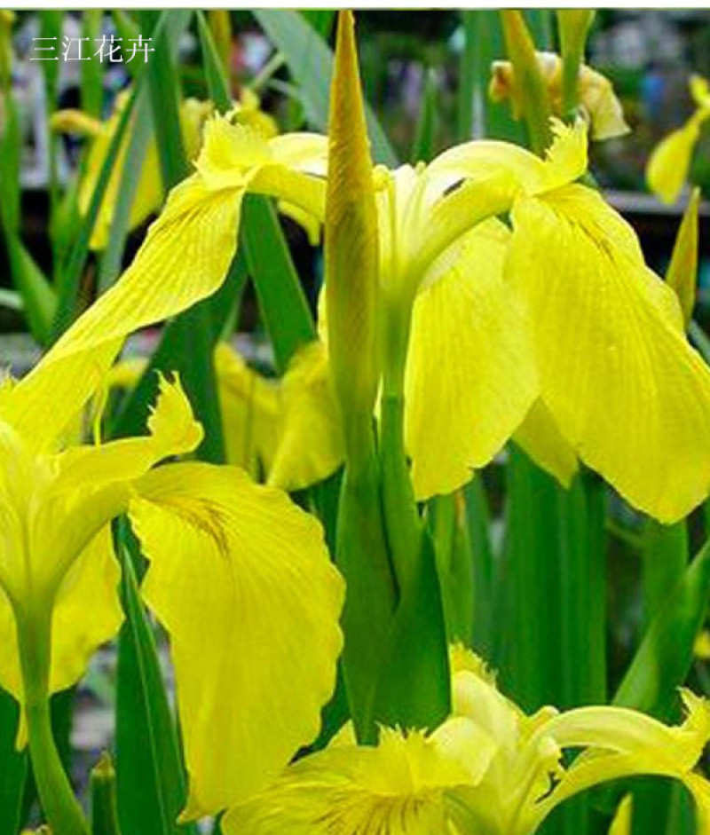 四季水生鸢尾多年生草本花色鲜艳易栽培花丛花境栽培