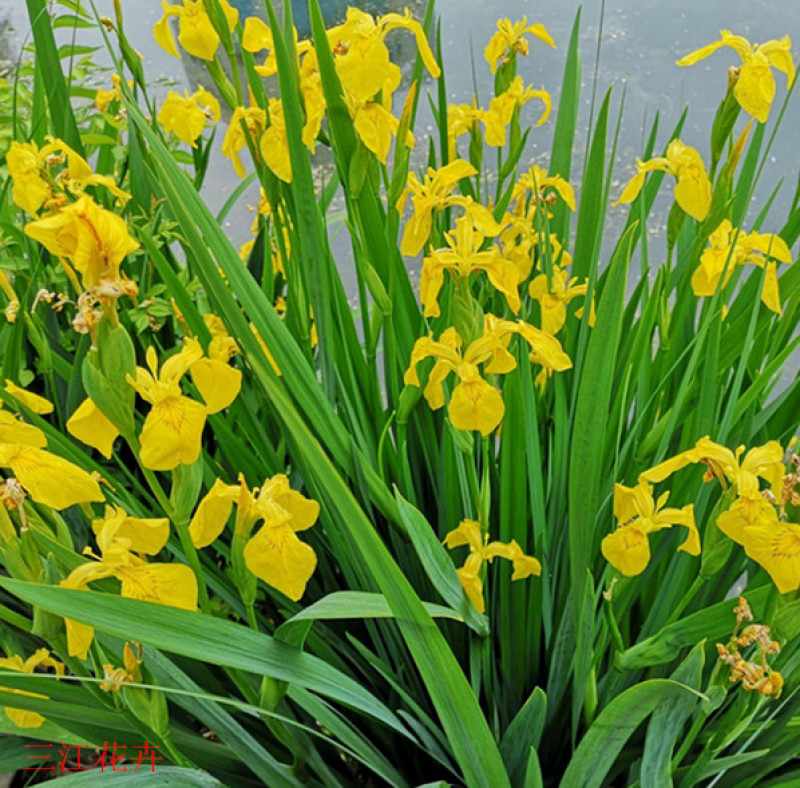 四季水生鸢尾多年生草本花色鲜艳易栽培花丛花境栽培
