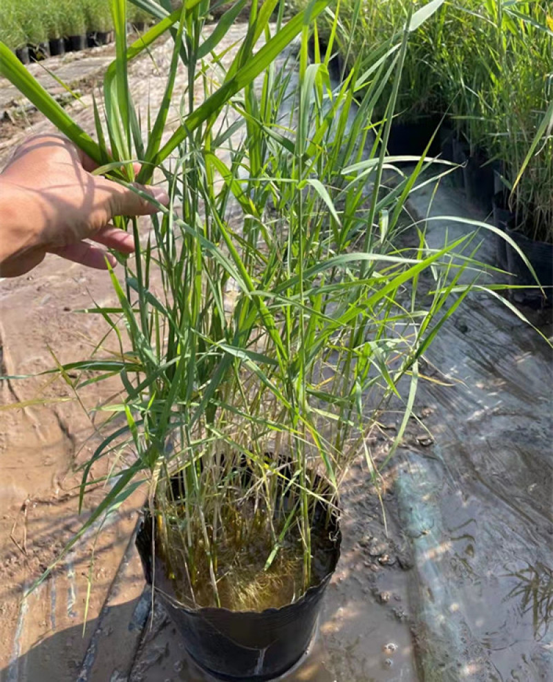 芦苇培育基地水生植物基地芦苇小苗价格