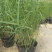 芦苇培育基地水生植物基地芦苇小苗价格