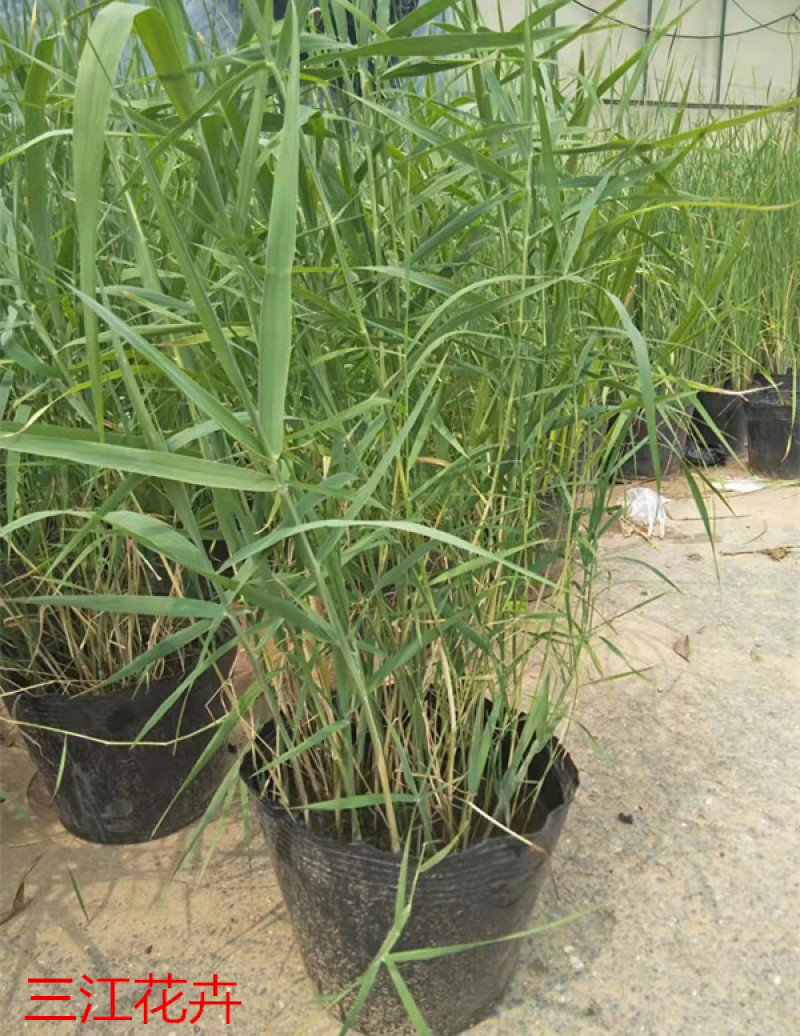 芦苇培育基地水生植物基地芦苇小苗价格
