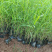 芦苇培育基地水生植物基地芦苇小苗价格