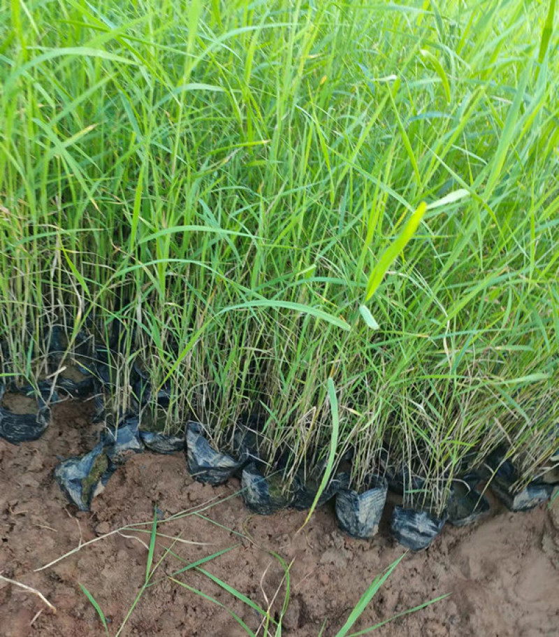 芦苇培育基地水生植物基地芦苇小苗价格