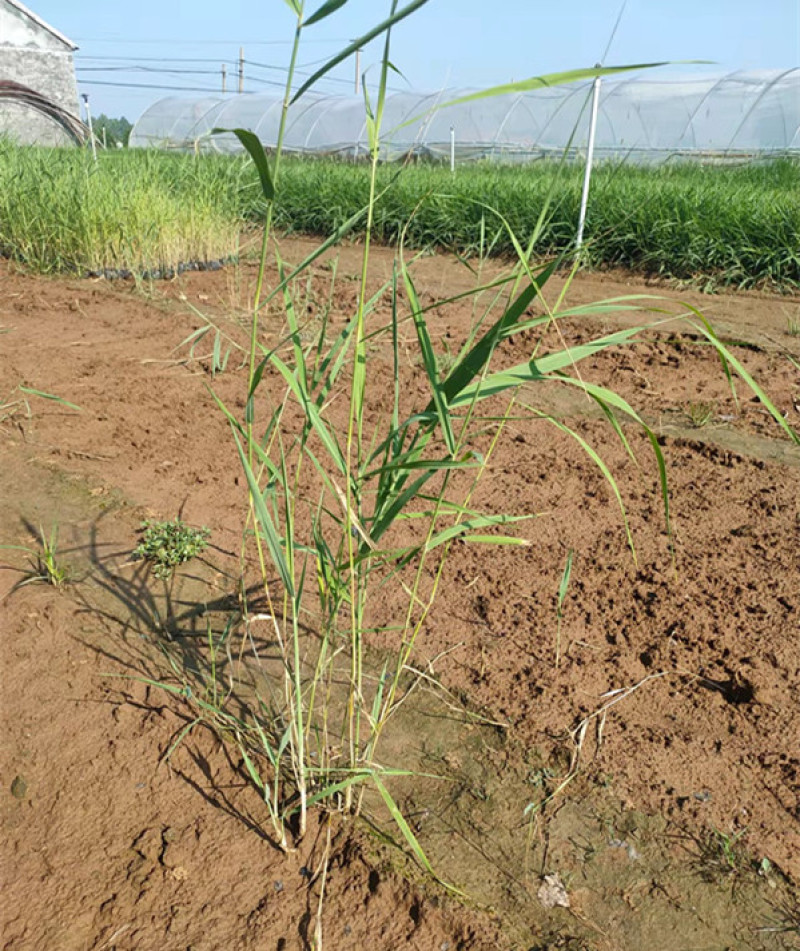 芦苇培育基地水生植物基地芦苇小苗价格