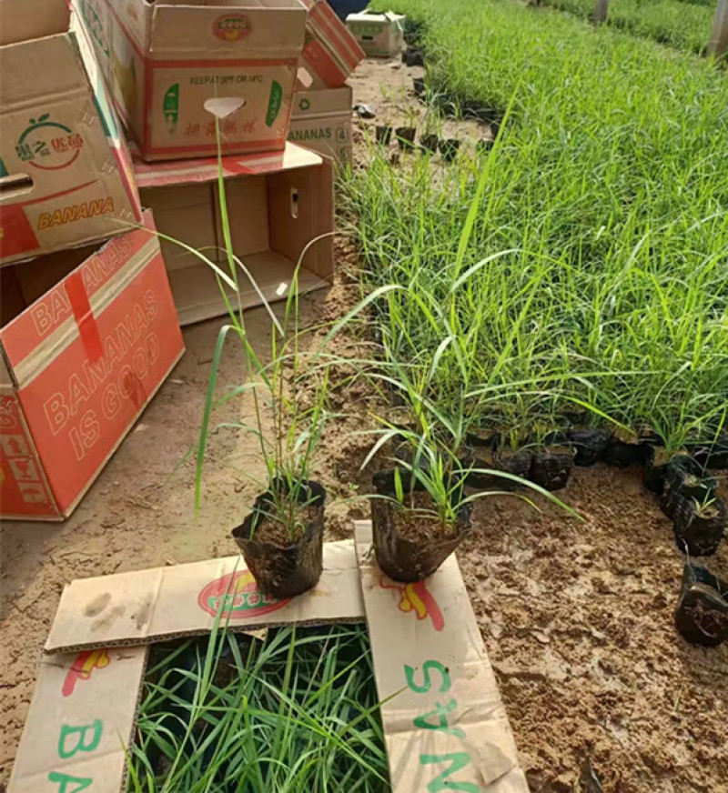 芦苇培育基地水生植物基地芦苇小苗价格