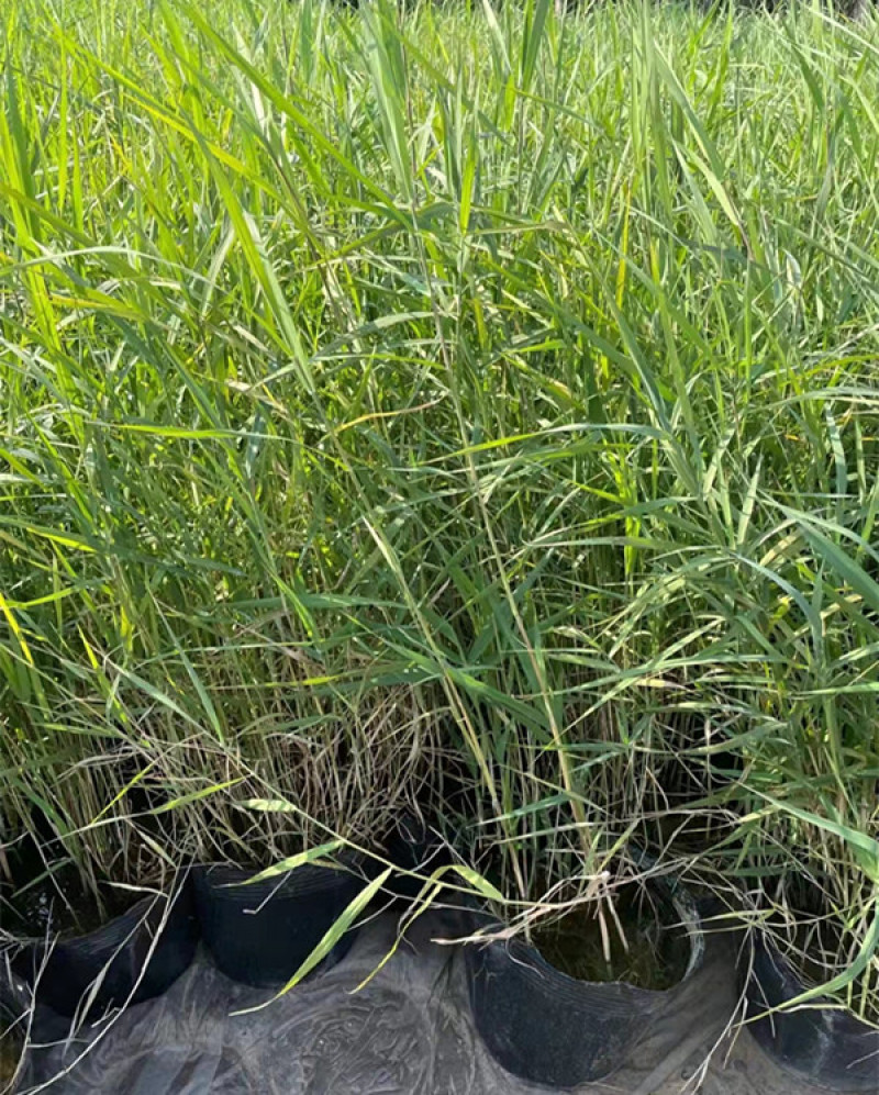 芦苇培育基地水生植物基地芦苇小苗价格
