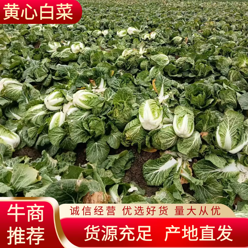 黄心白菜3~6斤河南白菜品质保证，价格便宜欢迎来电