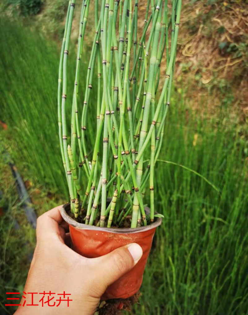 木贼小苗多年生木贼工程苗木贼价格山东水生植物