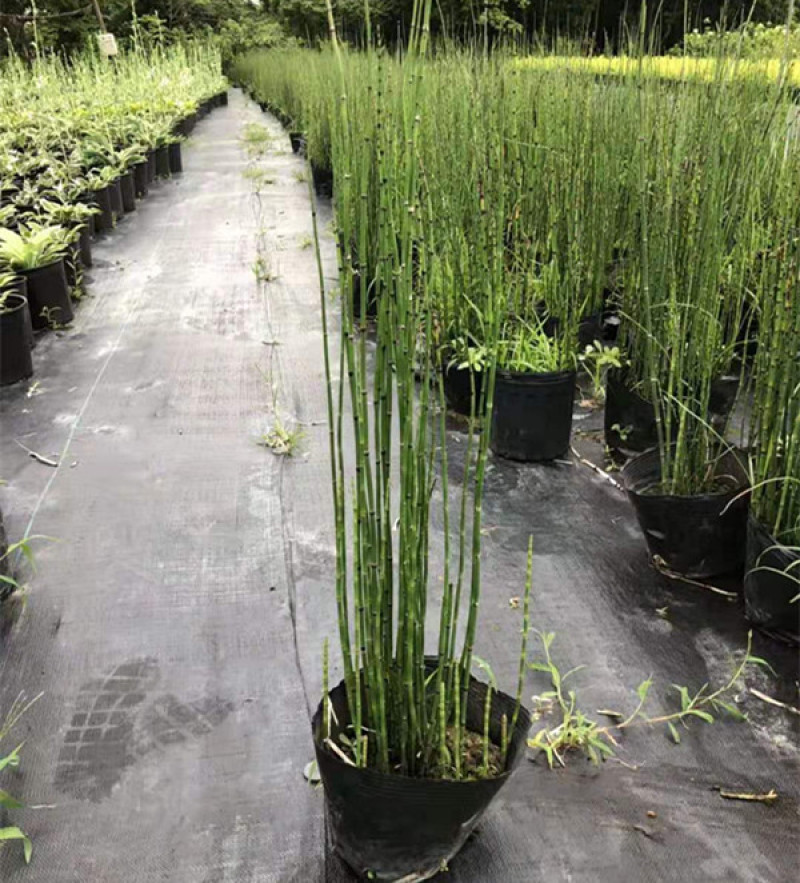 木贼小苗多年生木贼工程苗木贼价格山东水生植物