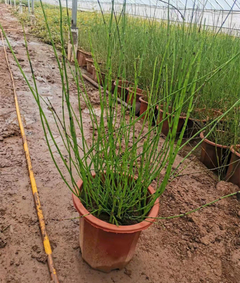 木贼小苗多年生木贼工程苗木贼价格山东水生植物