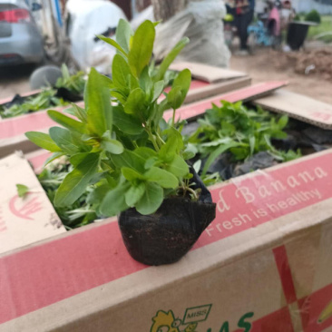 千屈菜喜强光耐寒性强喜水湿多年生草本