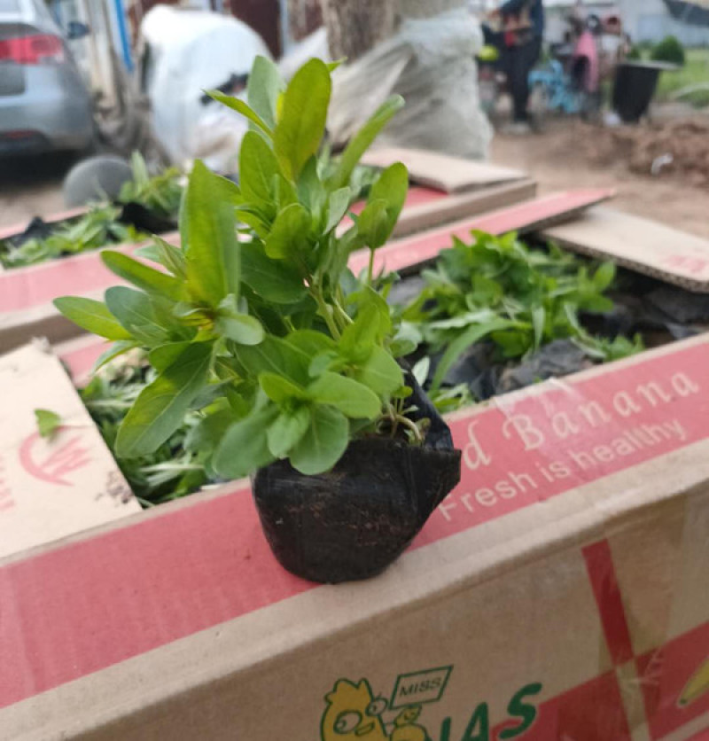 千屈菜喜强光耐寒性强喜水湿多年生草本