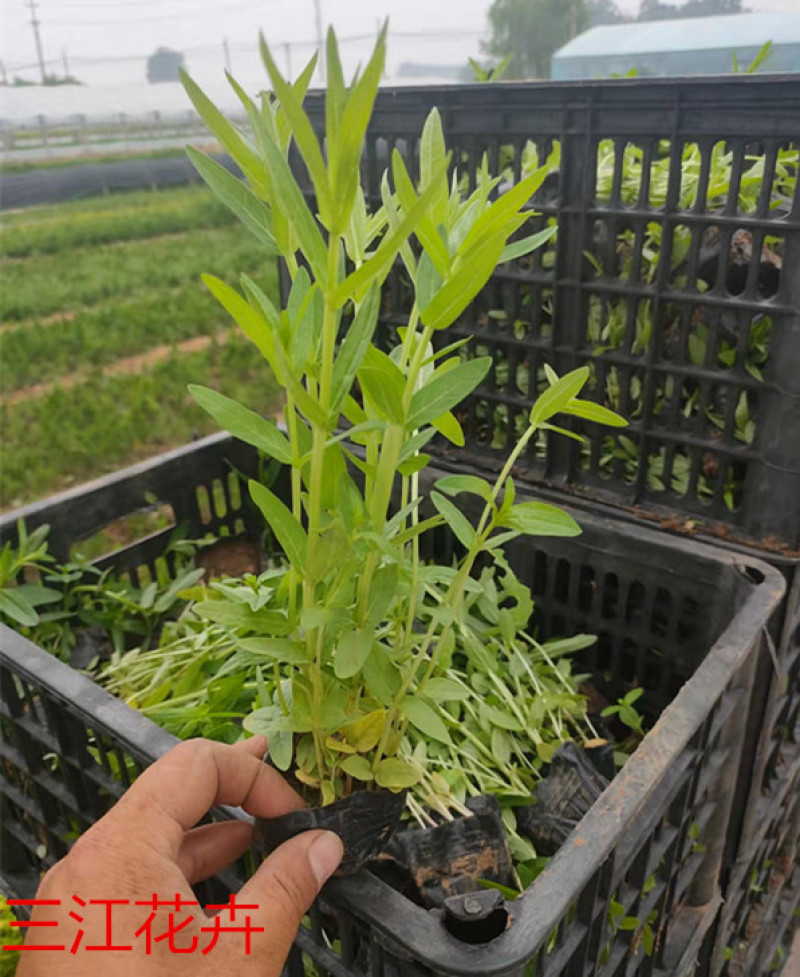 千屈菜喜强光耐寒性强喜水湿多年生草本