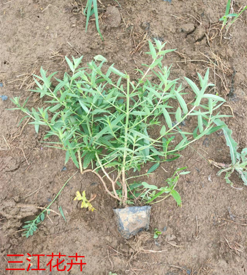 千屈菜喜强光耐寒性强喜水湿多年生草本