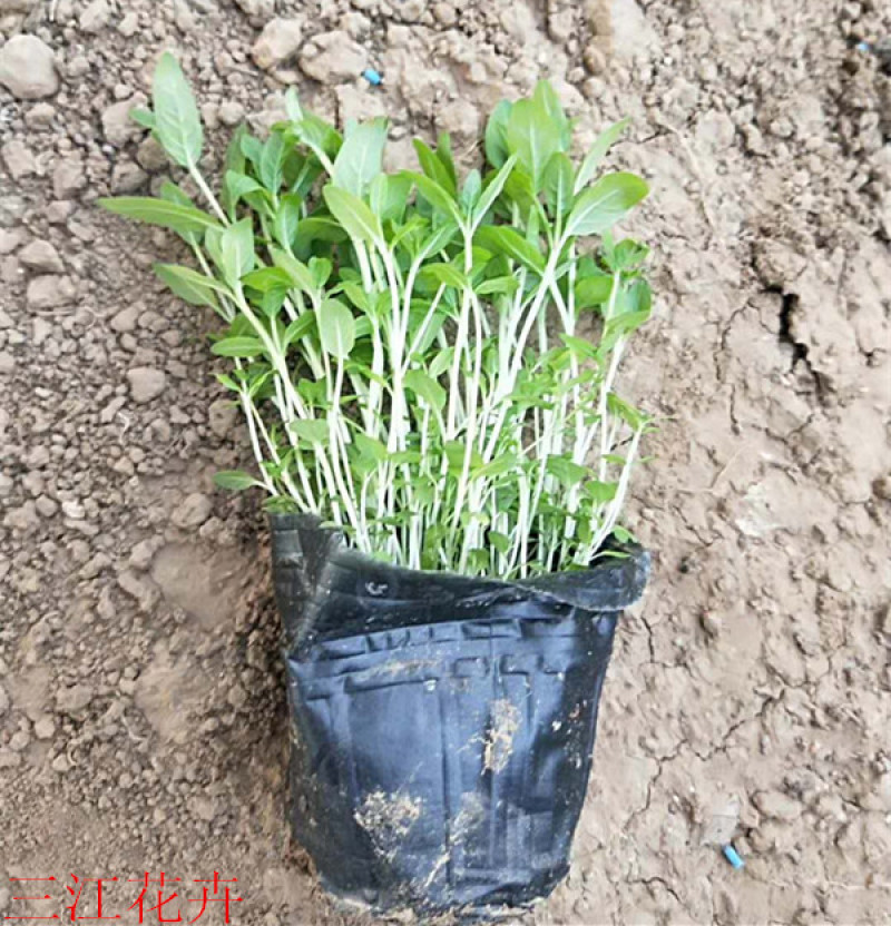 千屈菜喜强光耐寒性强喜水湿多年生草本