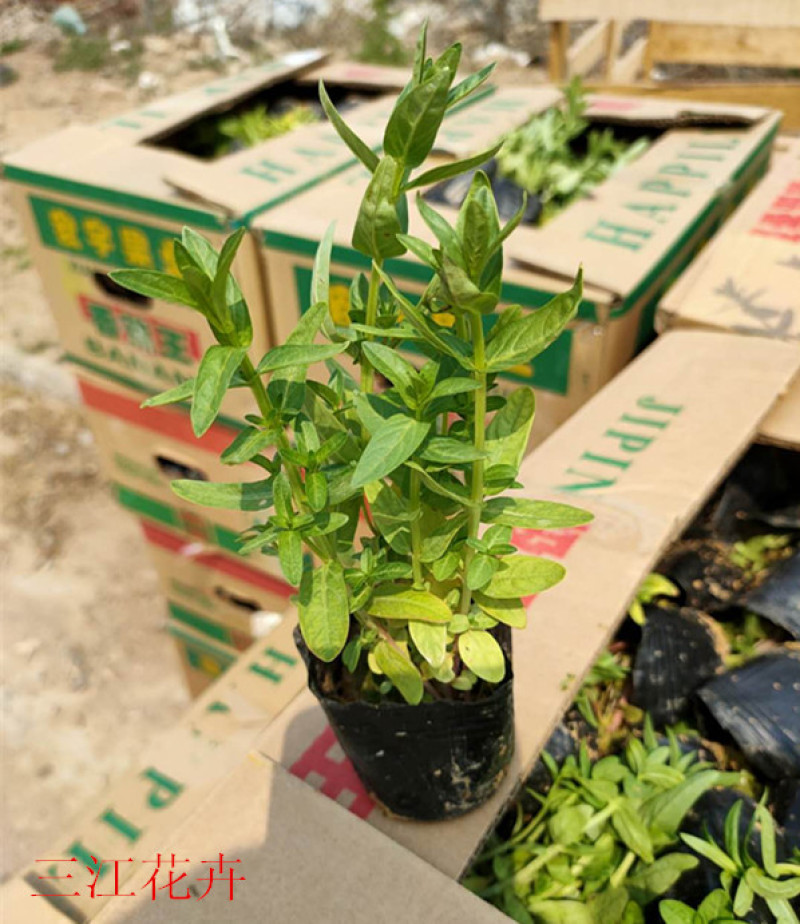 千屈菜喜强光耐寒性强喜水湿多年生草本