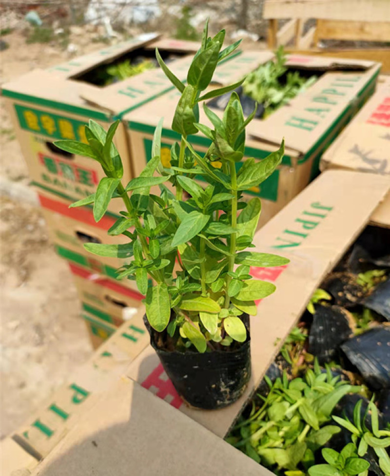 千屈菜喜强光耐寒性强喜水湿多年生草本