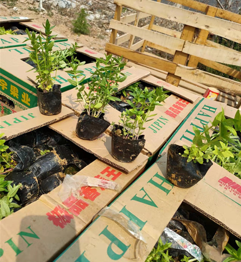 千屈菜喜强光耐寒性强喜水湿多年生草本
