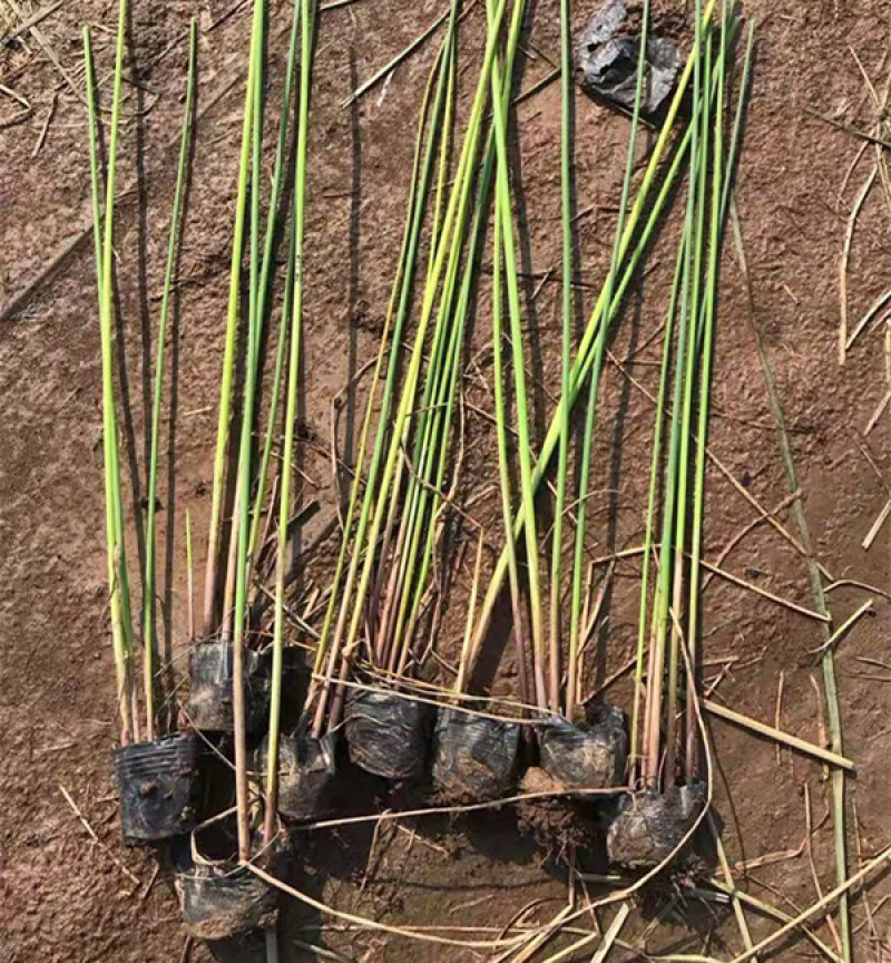 水葱种植宿根适合在湿地河道公园池塘等两岸山东水生植物