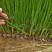 水葱种植宿根适合在湿地河道公园池塘等两岸山东水生植物