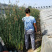 水葱种植宿根适合在湿地河道公园池塘等两岸山东水生植物
