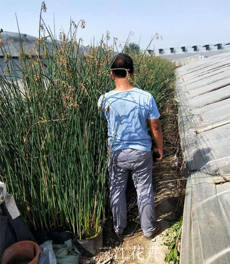水葱种植宿根适合在湿地河道公园池塘等两岸山东水生植物