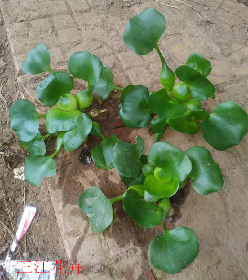 大量供应湿地绿化用水葫芦凤眼莲水葫芦苗