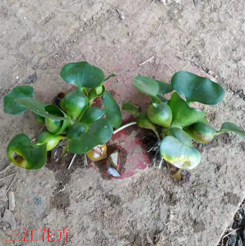 大量供应湿地绿化用水葫芦凤眼莲水葫芦苗