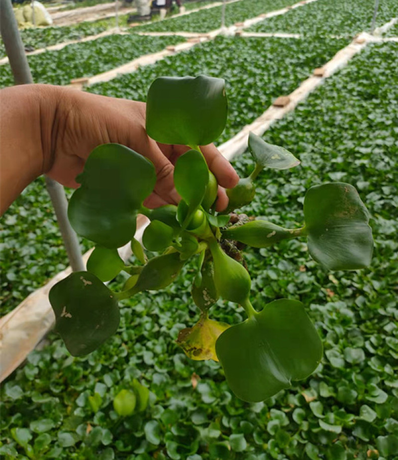 大量供应湿地绿化用水葫芦凤眼莲水葫芦苗