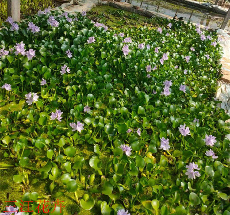 大量供应湿地绿化用水葫芦凤眼莲水葫芦苗
