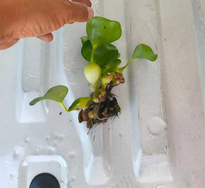大量供应湿地绿化用水葫芦凤眼莲水葫芦苗