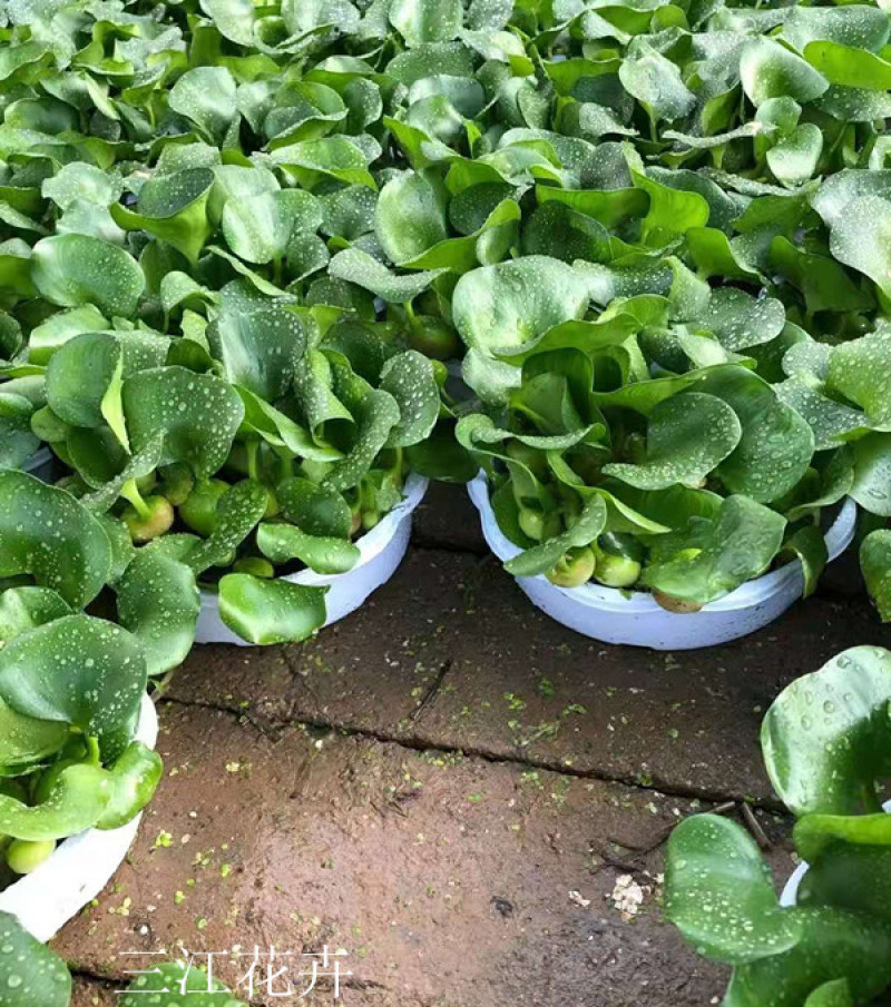大量供应湿地绿化用水葫芦凤眼莲水葫芦苗
