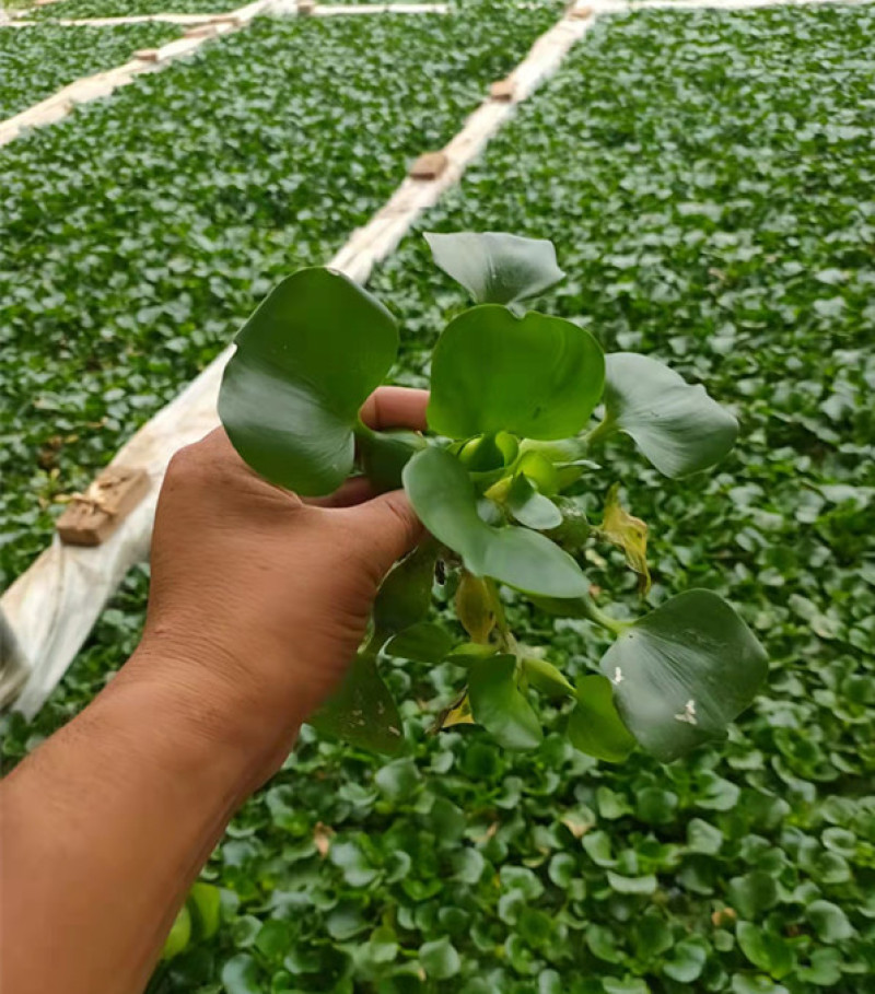 大量供应湿地绿化用水葫芦凤眼莲水葫芦苗