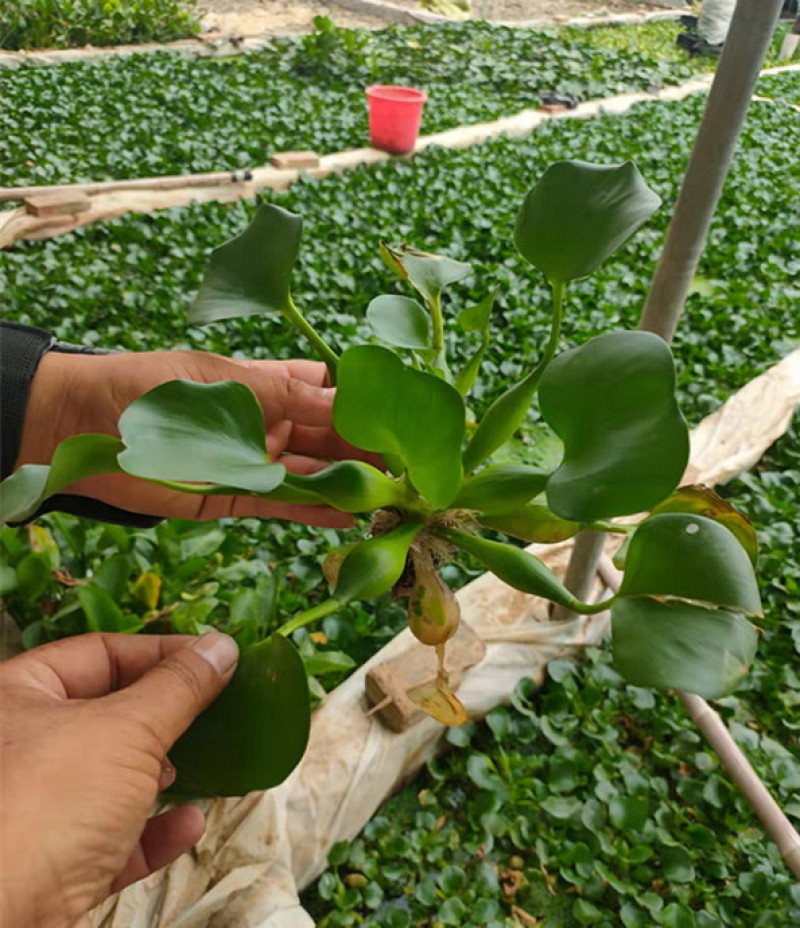 大量供应湿地绿化用水葫芦凤眼莲水葫芦苗