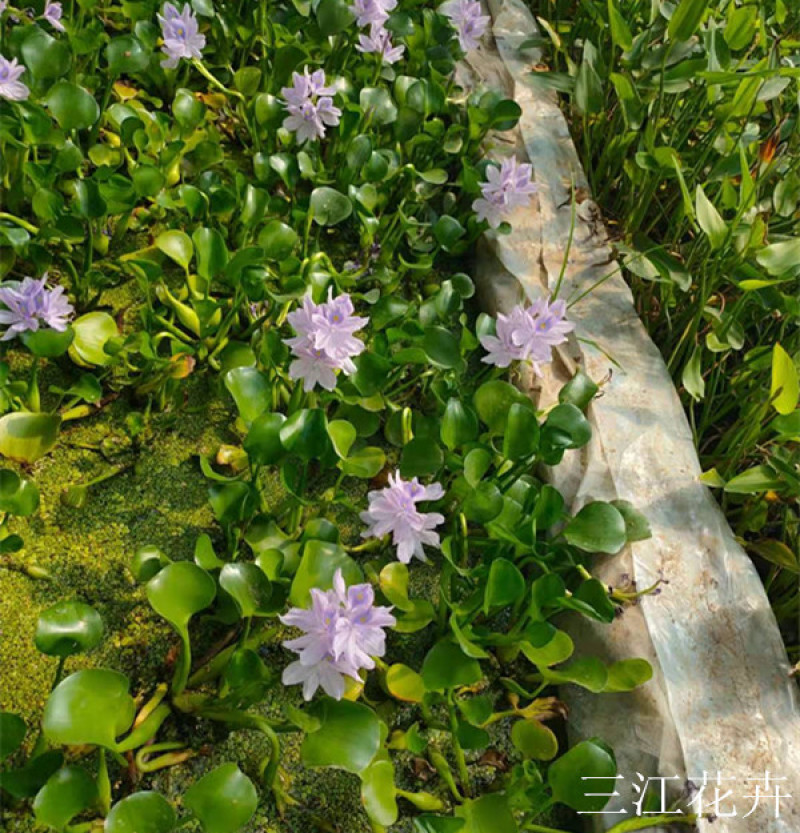 大量供应湿地绿化用水葫芦凤眼莲水葫芦苗