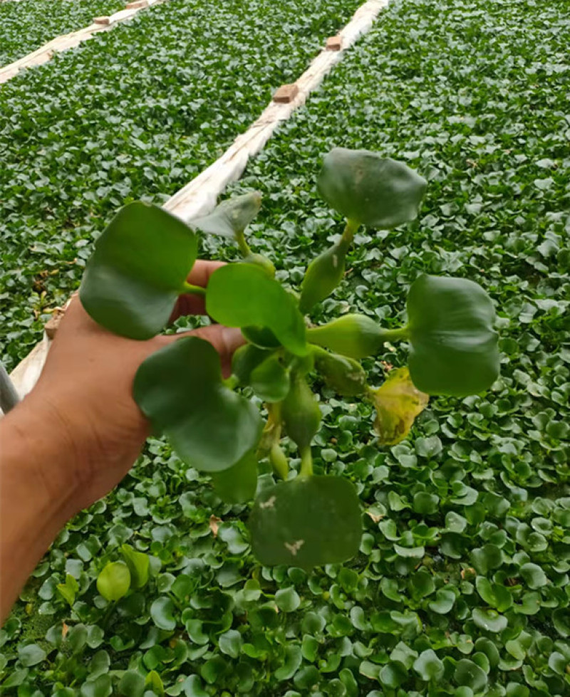 大量供应湿地绿化用水葫芦凤眼莲水葫芦苗