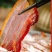 达州腊肉特产腊五花肉地道川味柏树烟熏农家自制