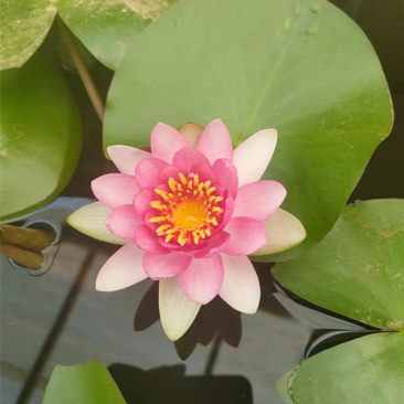 盆栽睡莲价格山东水生植物睡莲培育基地品质好