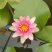 盆栽睡莲价格山东水生植物睡莲培育基地品质好