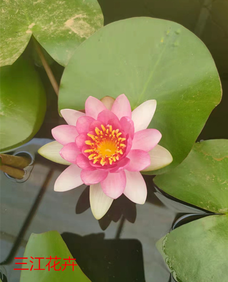 盆栽睡莲价格山东水生植物睡莲培育基地品质好