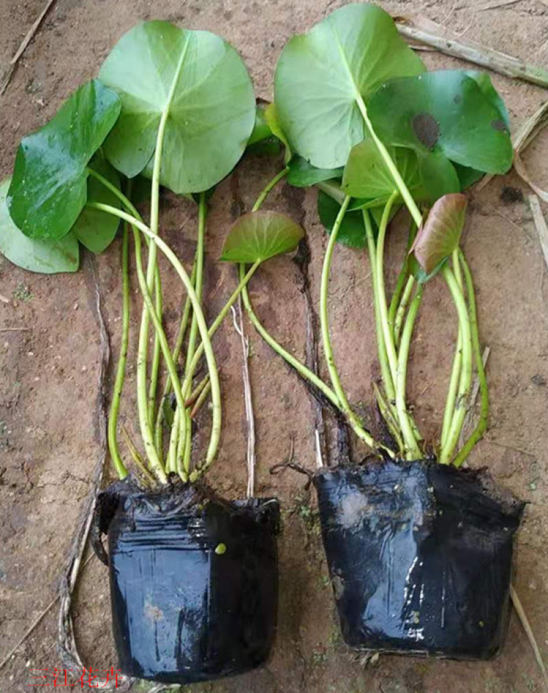 盆栽睡莲价格山东水生植物睡莲培育基地品质好