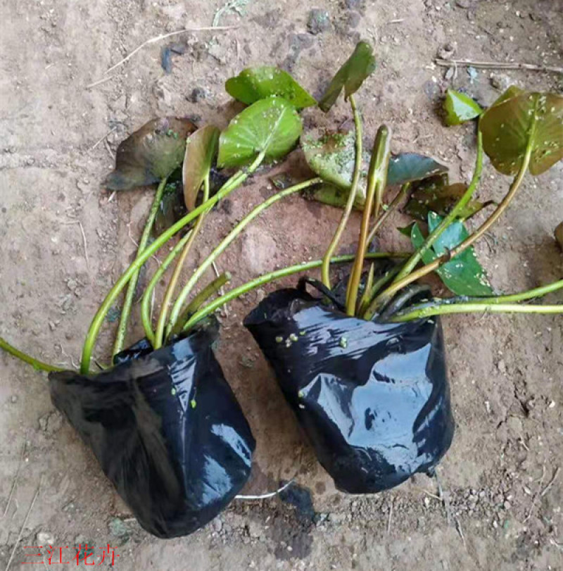 盆栽睡莲价格山东水生植物睡莲培育基地品质好