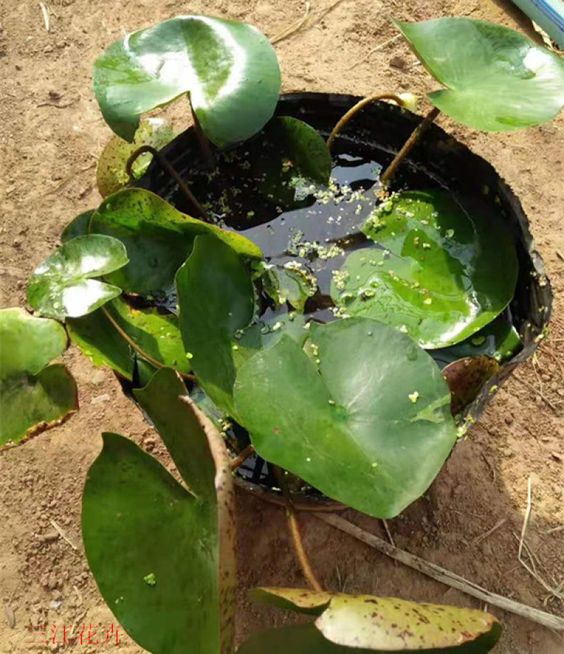盆栽睡莲价格山东水生植物睡莲培育基地品质好