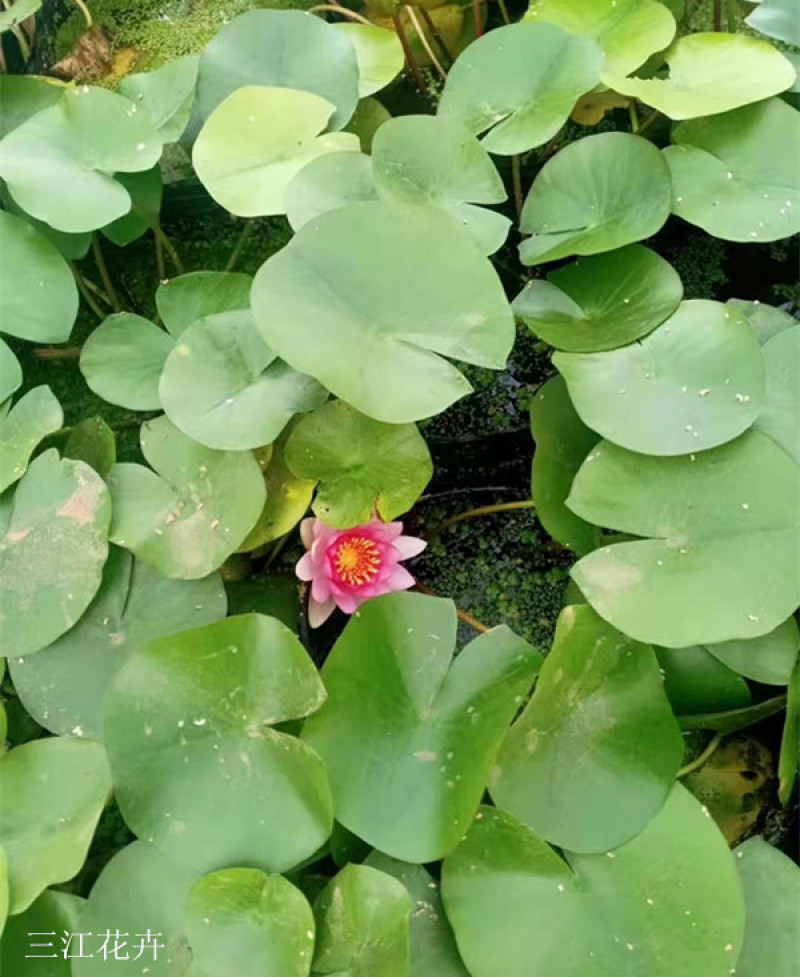 盆栽睡莲价格山东水生植物睡莲培育基地品质好