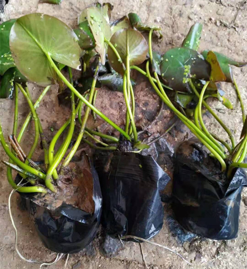 盆栽睡莲价格山东水生植物睡莲培育基地品质好