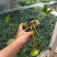 盆栽睡莲价格山东水生植物睡莲培育基地品质好