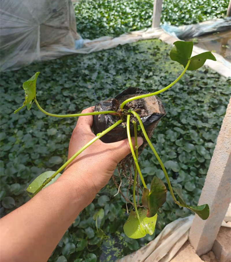 盆栽睡莲价格山东水生植物睡莲培育基地品质好
