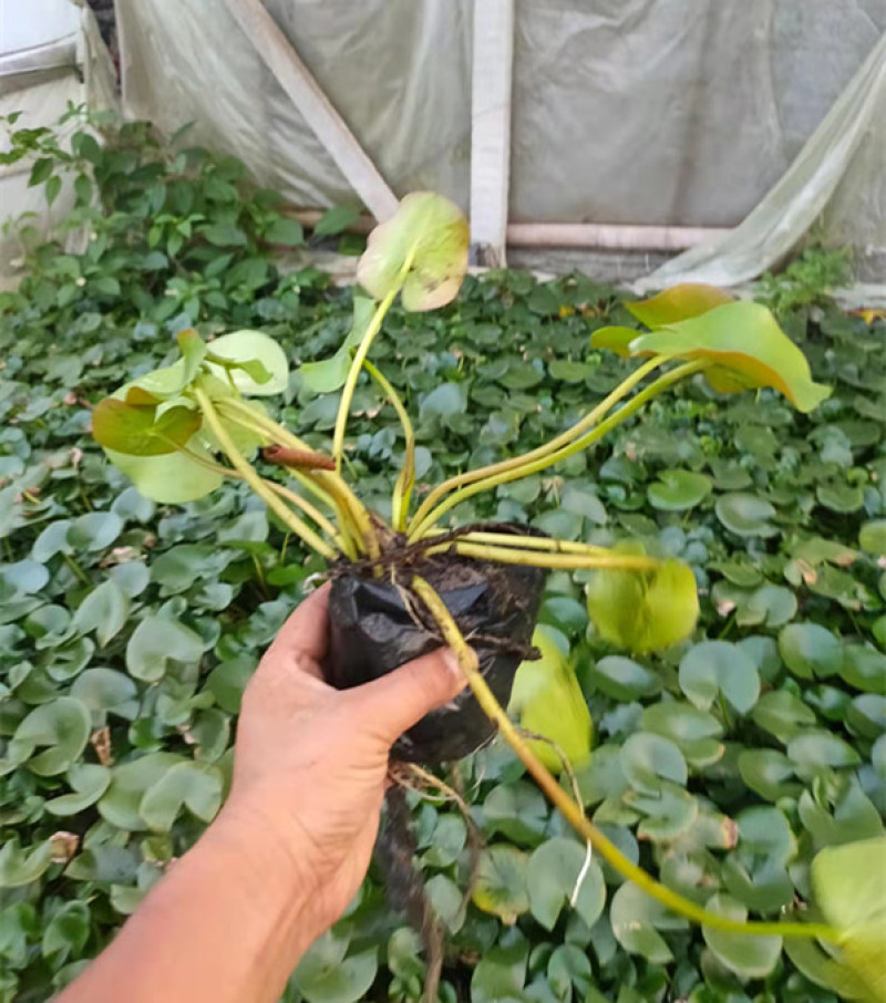 盆栽睡莲价格山东水生植物睡莲培育基地品质好