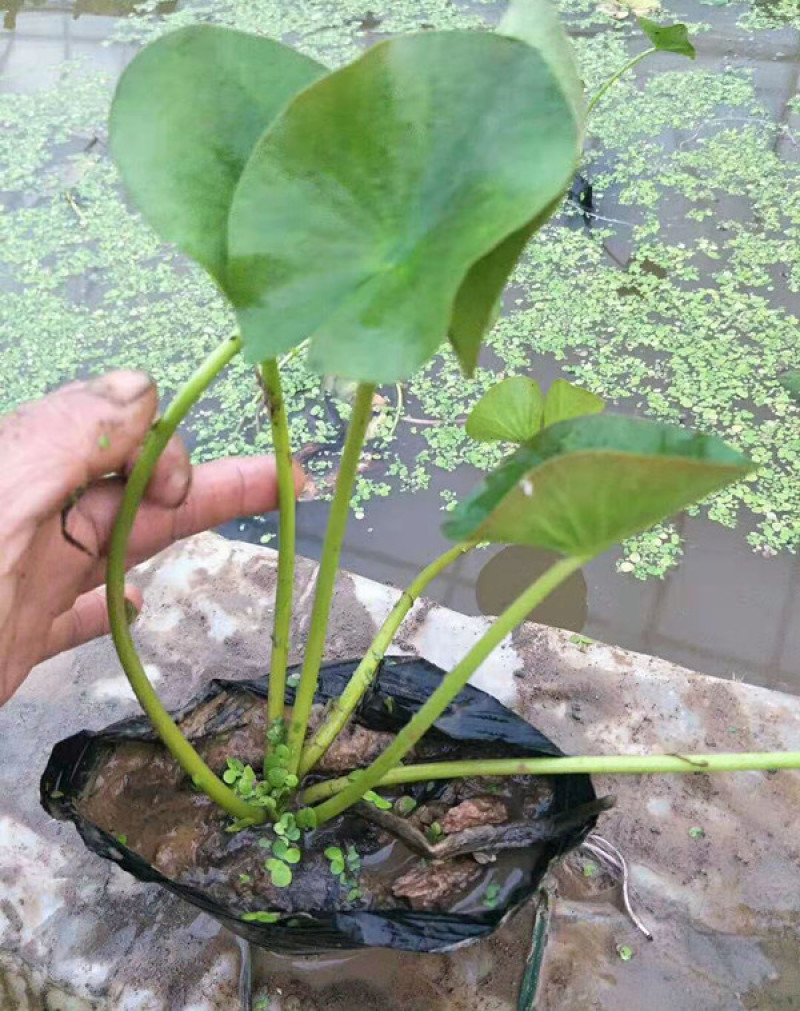 盆栽睡莲价格山东水生植物睡莲培育基地品质好